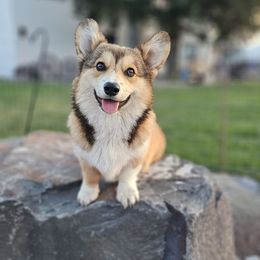 Flash - Pembroke Welsh Corgi