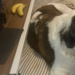 Saint Bernards from Love St. Bernards Farm