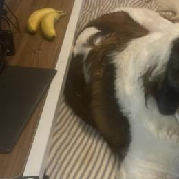 Saint Bernards from Love St. Bernards Farm