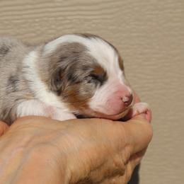 Cuba - Blue merle male Australian Shepherd puppy in Weatherford, Texas from Ridgestar Aussies