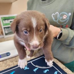 Boy 5 Gray Collar - White and red male Border Collie puppy in Shelbyville, Tennessee from C Horns Ranch Border Collies