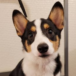 Pembroke Welsh Corgis from FG's Corgis