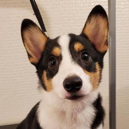 Pembroke Welsh Corgis from FG's Corgis