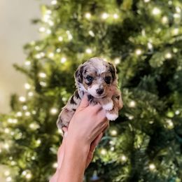 Mia - Blue merle female Aussiedoodle puppy in Sharpsburg, Georgia from Steindoodles