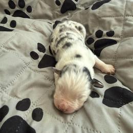 Birch - Blue merle male Australian Shepherd puppy in Ellensburg, Washington from Creekside Aussies