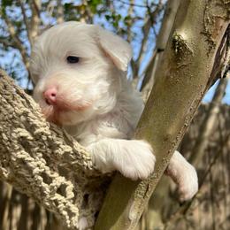 Casper - Cream male Goldendoodle puppy in Boaz, Alabama from Doodles All Day