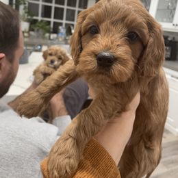 Cavapoo Puppies from SoCal Cavapoos