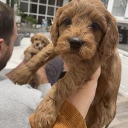 Cavapoo Puppies from SoCal Cavapoos