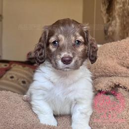 Steve - Brindle male Dachshund puppy in Hornbeck, Louisiana from A&Z Mini Dachshunds