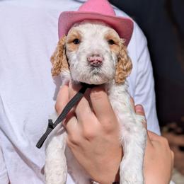 Grey Collar - Parti female Goldendoodle puppy in Olympia, Washington from Sinclairdoodles