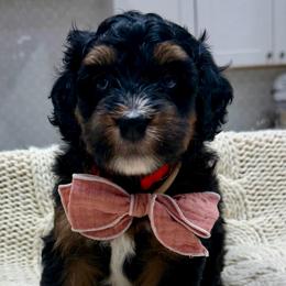 Reeses - Tri-color male Bernedoodle puppy in Herriman, Utah from Rose Canyon Doodles