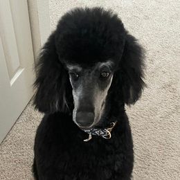 Piper - Poodle