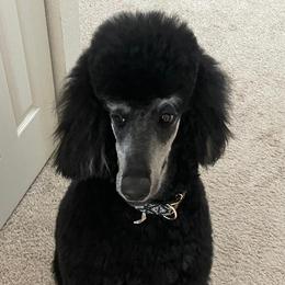 Piper - Poodle