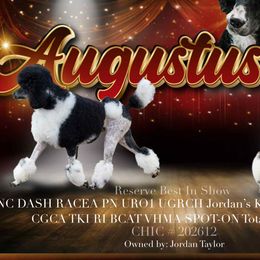 Poodles from JHT’s Standards
