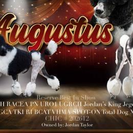 Poodles from JHT’s Standards