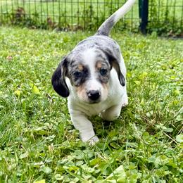 Grogu - Dapple male Dachshund puppy in Three Rivers, Michigan from Michiana Dachshunds