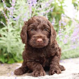 Yellow - Chocolate female Australian Labradoodle puppy in Williamstown, New York from Lewis Manor Labradoodles