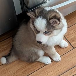 PxD g2 - Wolf sable female Pomsky puppy in Charlotte, Michigan from Moore Pomskies