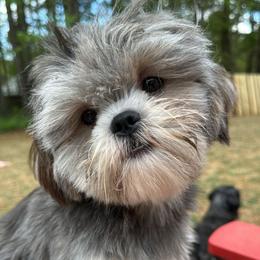Bluebell - Shih Tzu