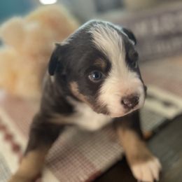 Binkx - Red tri male Miniature Australian Shepherd puppy in Bethany, Illinois from Rachel at Marrowbone Creek Aussies