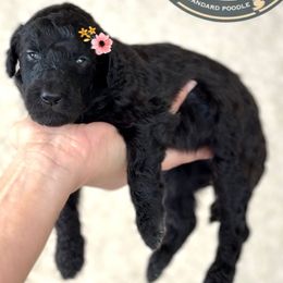 Rumi - Black female Poodle puppy in Spring Hills, Florida from The Olympus Standard Poodle