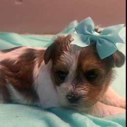 Ariel - Black & tan tri-color female Morkie puppy in Florence, Kentucky from 4paws4ever by Design