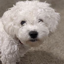 Bichon Frises from Heart of the Rockies Bichons