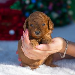 Nova - Red  female Poodle puppy in Fort Myers, Florida from Blossom Paws
