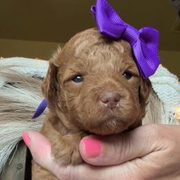 Treasure - Red  female Goldendoodle puppy in Decatur, Texas from Scherrer Sweet Goldendoodles