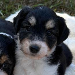 Loretta - Black tri-color female Aussiedoodle puppy in Allardt, Tennessee from Hearth&Hound Doodles