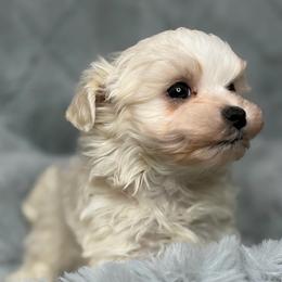 Tokyo - White male Maltese puppy in Palm Coast, Florida from Fiesta Pups