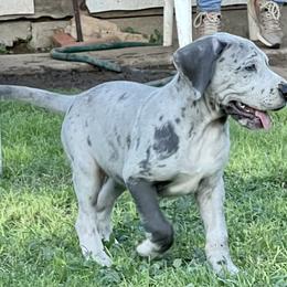 Great Dane Puppies from Laxton Danes