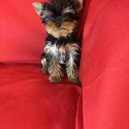 BB purple tiny - Blue and gold female Yorkshire Terrier puppy in Alburnett, Iowa from Hobbs Shire Yorkies