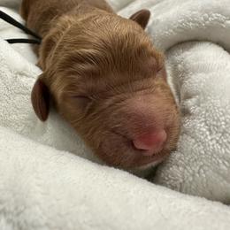 Aphrodite-black collar - Red  female Goldendoodle puppy in Chino Valley, Arizona from Whiskey Row Royals