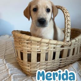 Merida - Yellow female Labrador Retriever puppy in Lucasville, Ohio from Backwoods Labradors