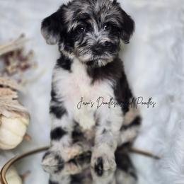 Rally - Merle female Sheepadoodle puppy in Cleveland, Georgia from Jam's Doodles And Poodles