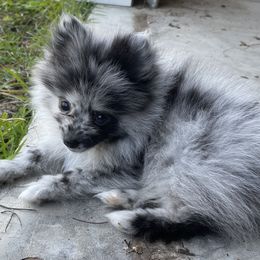 Collies and Pomeranians from Shakhor Ohr Collies and Pomeranians