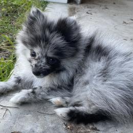 Collies and Pomeranians from Shakhor Ohr Collies and Pomeranians