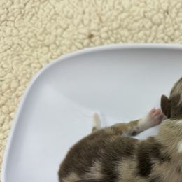 Australian Shepherd Puppies from francoise Long