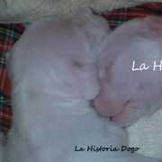 Dogo Argentino Puppies from La Historia Dogo
