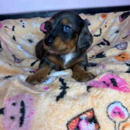 Spotty - Dapple male Dachshund puppy in Lake City, Florida from My Ditzy Doxies of Florida