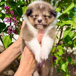April - Sable and white female Shetland Sheepdog puppy in Trenton, Michigan from Leigh Hi Shelties