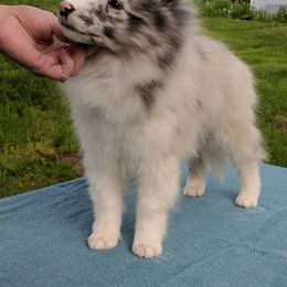 Bulldog, Miniature Pinscher, and Shetland Sheepdog Puppies from Smooch-A-Bulls English Bulldogs & M&M Shelties & Min Pin's