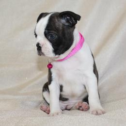 Bambi - Black brindle and white female Boston Terrier puppy in Brooksville, Florida from I Love Pups
