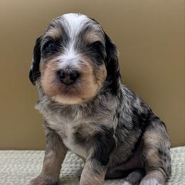 Praline Pecan (Praline) - Merle female Bernedoodle puppy in Hendersonville, North Carolina from Kim's Cove