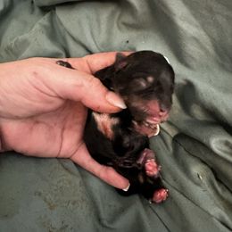 Lafayette - Black and silver male Miniature Schnauzer puppy in Newark, Ohio from Tuckered Out Schnauzers