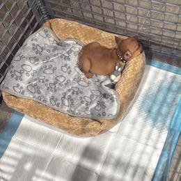 Buzz - Fawn male French Bulldog puppy in El Paso, Texas from Briana's French Bulldogs