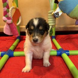Val - White female Collie puppy in Carencro, Louisiana from Cajun Bayou's Collies LLC