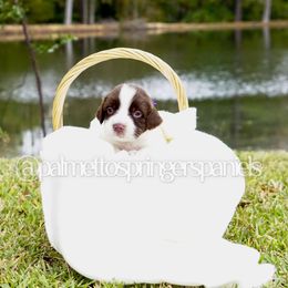 Purple - Liver and white female English Springer Spaniel puppy in Loris, South Carolina from Palmetto Springer Spaniels