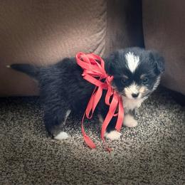 Girl 2 - Black and tan female Corgipoo puppy in Junction, Utah from Sugar Doodles